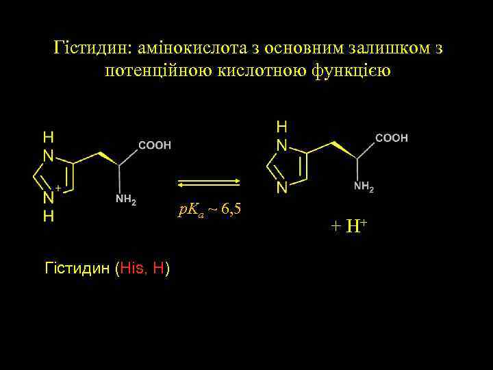 Гістидин: амінокислота з основним залишком з потенційною кислотною функцією p. Ka ~ 6, 5