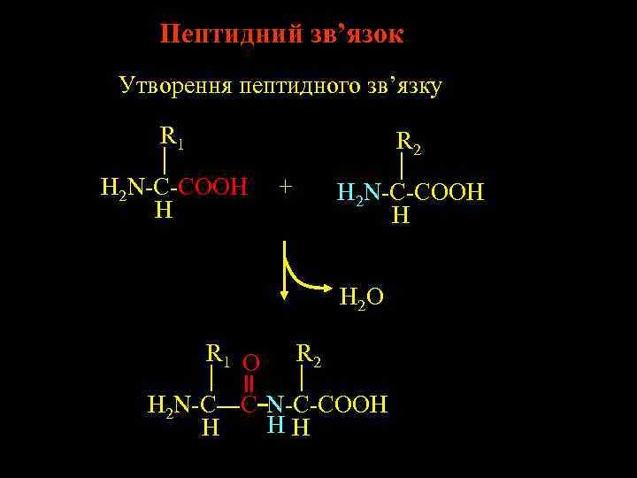 Пептидний зв’язок Утворення пептидного зв’язку R 1 R 2 H 2 N-C-COOH H +