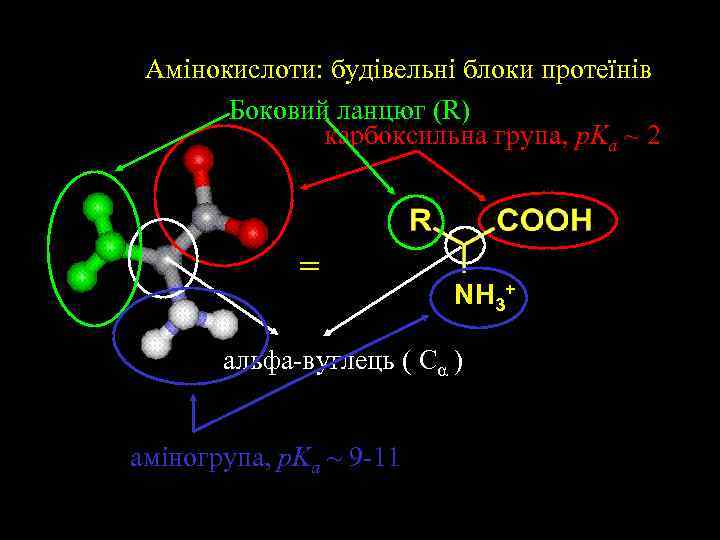 Aмінокислоти: будівельні блоки протеїнів Боковий ланцюг (R) карбоксильна група, p. Ka ~ 2 =