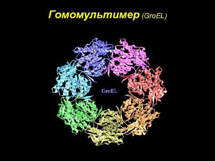 Гомомультимер (Gro. EL) 