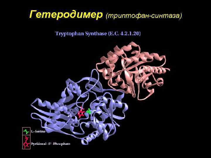 Гетеродимер (триптофан-синтаза) 
