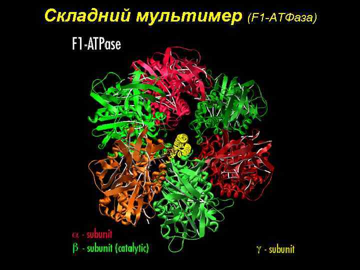 Складний мультимер (F 1 -АТФаза) 