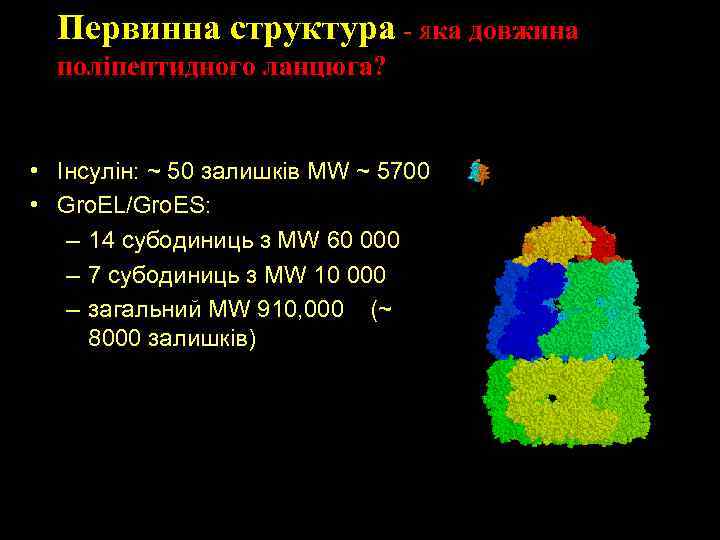 Первинна структура - яка довжина поліпептидного ланцюга? • Iнсулін: ~ 50 залишків MW ~