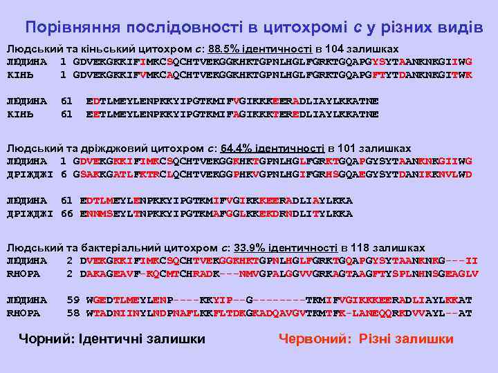 Порівняння послідовності в цитохромі c у різних видів Людський та кіньський цитохром c: 88.
