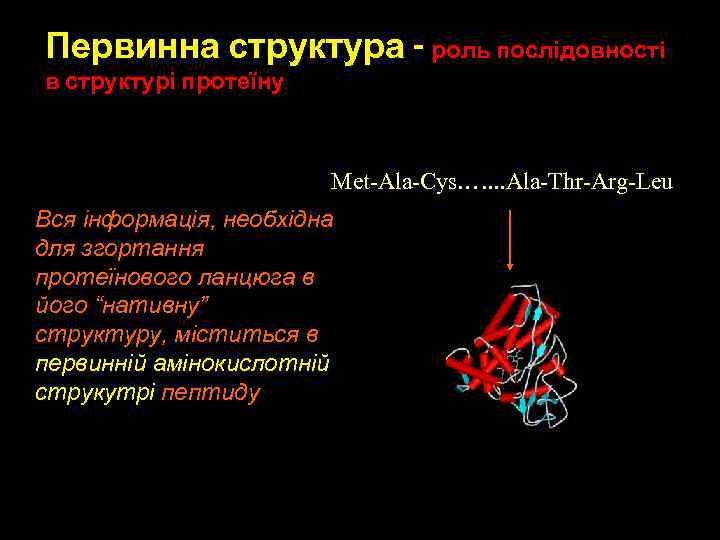 Первинна структура - роль послідовності в структурі протеїну Met-Ala-Cys. …. . . Ala-Thr-Arg-Leu Вся