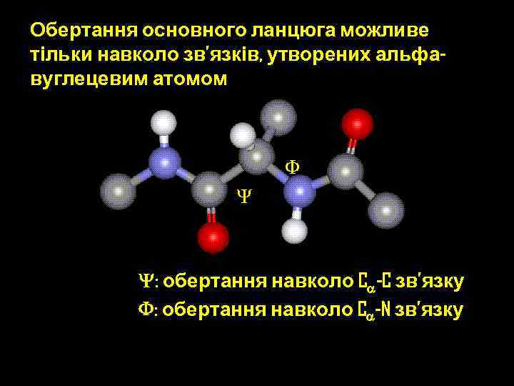Обертання основного ланцюга можливе тільки навколо зв’язків, утворених альфавуглецевим атомом F Y Y: обертання