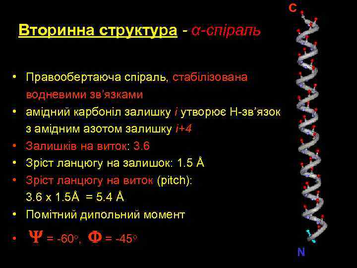 C Вторинна структура - α-спіраль • Правообертаюча спіраль, стабілізована водневими зв’язками • амідний карбоніл