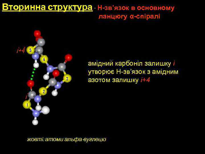 Вторинна структура - H-зв’язок в основному ланцюгу α-спіралі i+4 5 4 3 амідний карбоніл