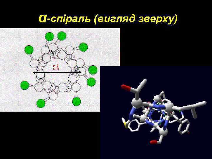 α-спіраль (вигляд зверху) 5Å 