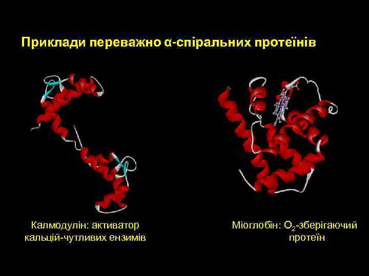 Приклади переважно α-спіральних протеїнів Калмодулін: активатор кальцій-чутливих ензимів Mіоглобін: O 2 -зберігаючий протеїн 