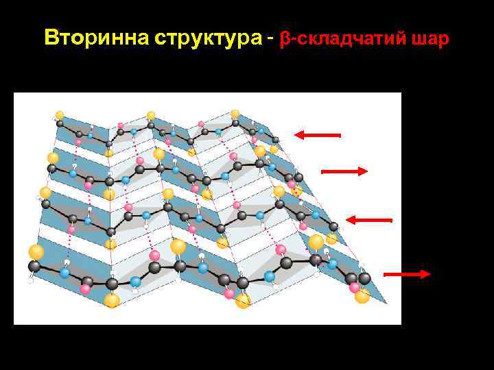 Вторинна структура - β-складчатий шар 