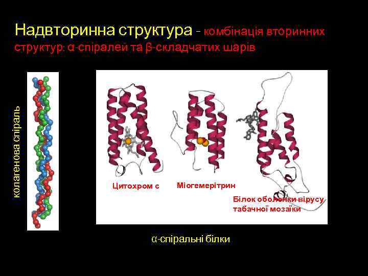 Надвторинна структура – комбінація вторинних колагенова спіраль структур: α-спіралей та β-складчатих шарів Цитохром с