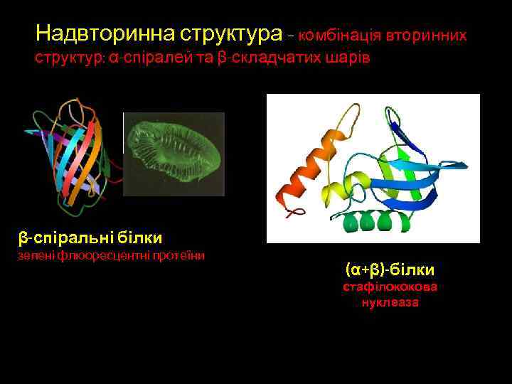 Надвторинна структура – комбінація вторинних структур: α-спіралей та β-складчатих шарів β-спіральні білки зелені флюоресцентні