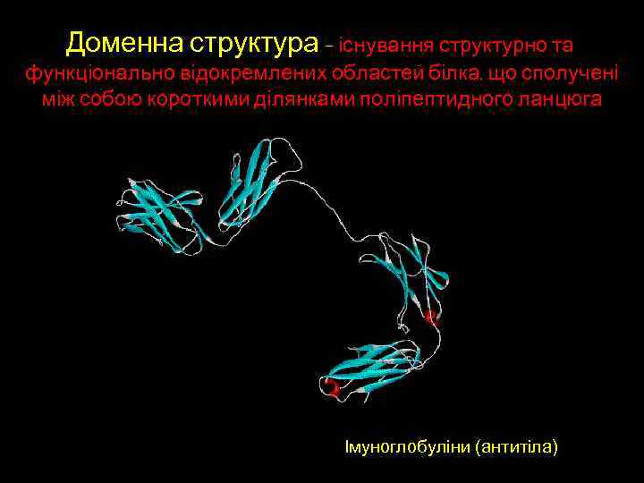Доменна структура – існування структурно та функціонально відокремлених областей білка, що сполучені між собою