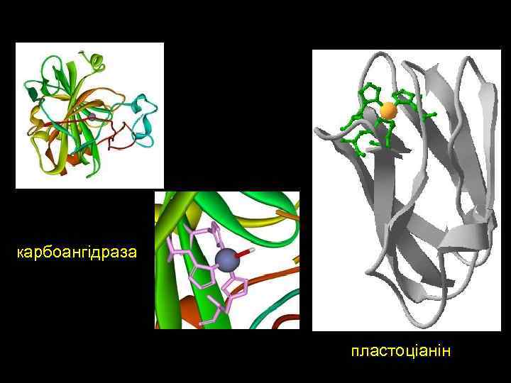 карбоангідраза пластоціанін 