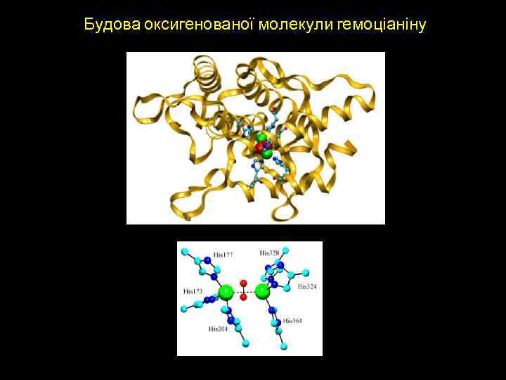 Будова оксигенованої молекули гемоціаніну 