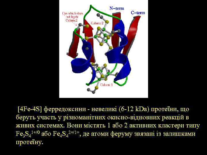 [4 Fe-4 S] ферредоксини - невеликі (6 -12 k. Da) протеїни, що беруть участь