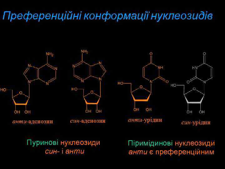 Преференційні конформації нуклеозидів aнти-аденозин син-аденозин Пуринові нуклеозиди син- і анти-урідин син-урідин Піримідинові нуклеозиди анти