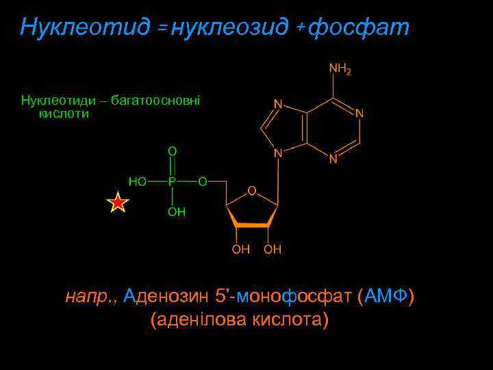 Нуклеотид = нуклеозид + фосфат Нуклеотиди – багатоосновні кислоти напр. , Aденозин 5’-мoнoфoсфат (AMФ)