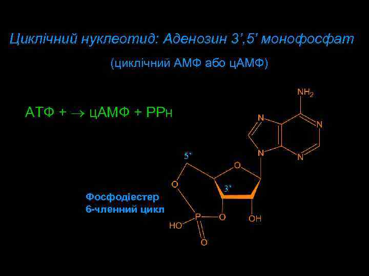 Циклічний нуклеотид: Aденозин 3’, 5’ монофосфат (циклічний AMФ або ц. AMФ) ATФ + ц.