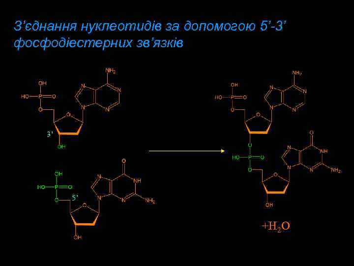 З’єднання нуклеотидів за допомогою 5’-3’ фосфодіестерних зв’язків 3’ 5’ +H 2 O 