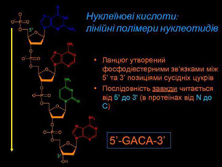 Нуклеїнові кислоти: лінійні полімери нуклеотидів 5’ • Ланцюг утворений фосфодіестерними зв’язками між 5’ та