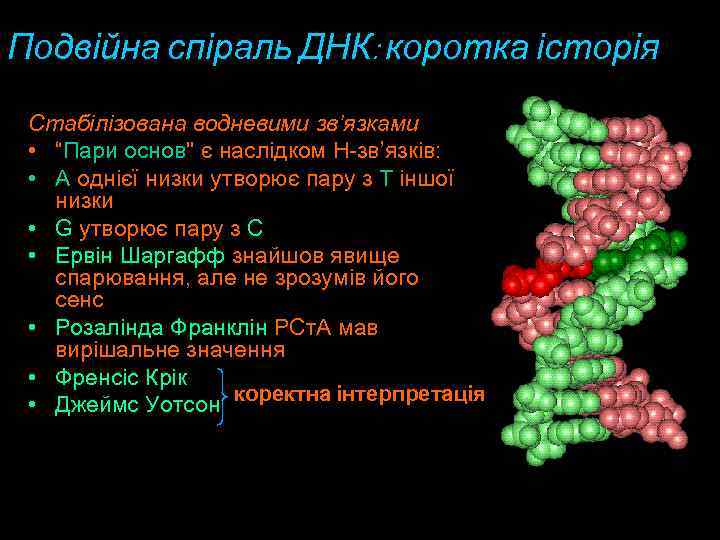 Подвійна спіраль ДНК: коротка історія Стабілізована водневими зв’язками • “Пари основ" є наслідком Н-зв’язків: