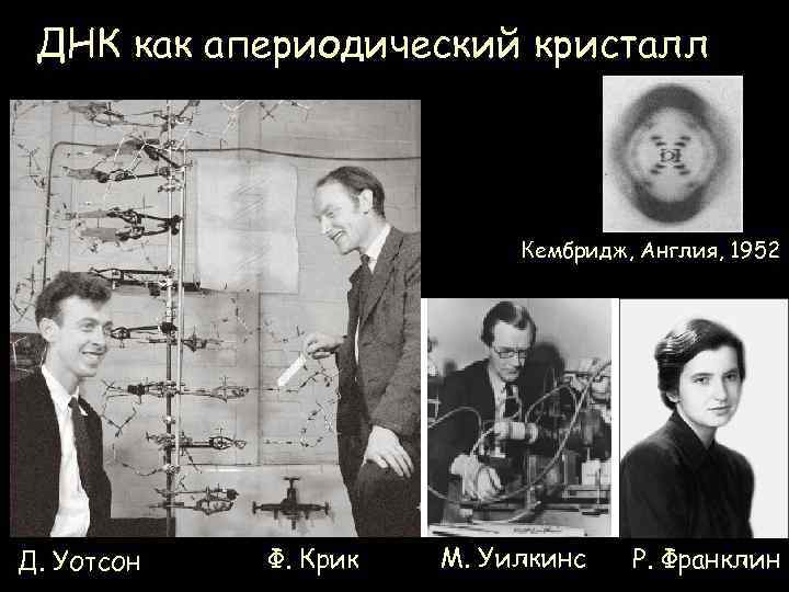 ДНК как апериодический кристалл Кембридж, Англия, 1952 Д. Уотсон Ф. Крик М. Уилкинс Р.