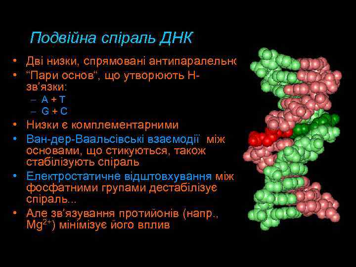 Подвійна спіраль ДНК • Дві низки, спрямовані антипаралельно • “Пари основ“, що утворюють Hзв’язки: