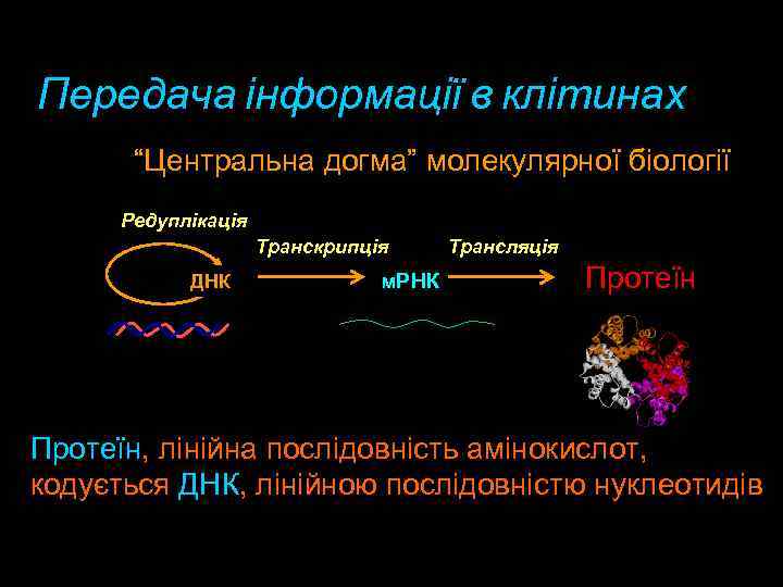 Передача інформації в клітинах “Центральна догма” молекулярної біології Редуплікація Транскрипція ДНК м. РНК Трансляція