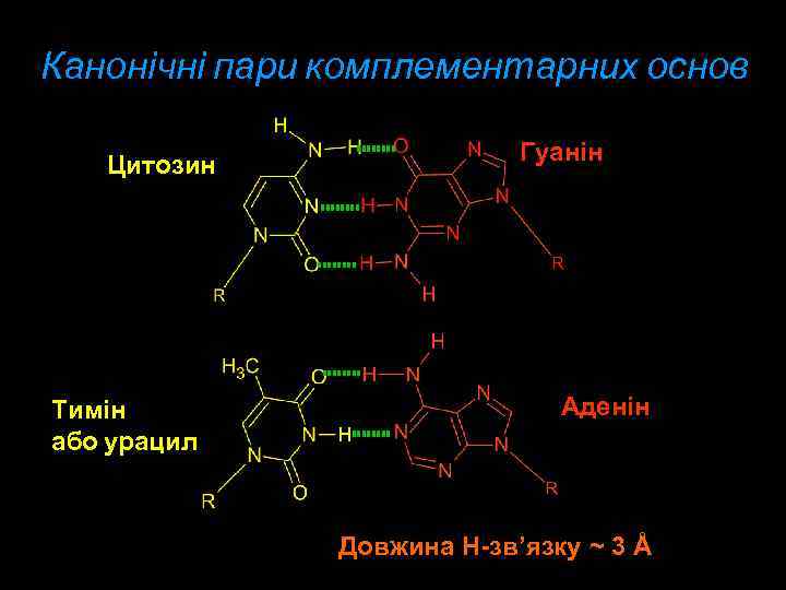 Канонічні пари комплементарних основ Цитозин Тимін або урацил Гуанін Аденін Довжина Н-зв’язку ~ 3