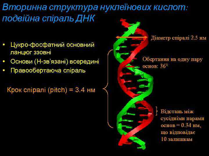 Вторинна структура нуклеїнових кислот: подвійна спіраль ДНК Діаметр спіралі 2. 5 нм • Цукро-фосфатний