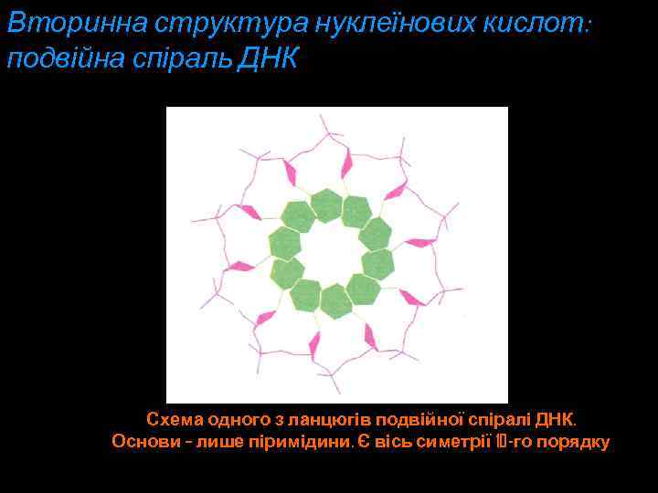 Вторинна структура нуклеїнових кислот: подвійна спіраль ДНК Схема одного з ланцюгів подвійної спіралі ДНК.