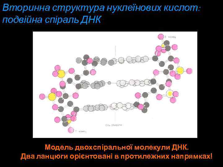 Вторинна структура нуклеїнових кислот: подвійна спіраль ДНК Модель двохспіральної молекули ДНК. Два ланцюги орієнтовані