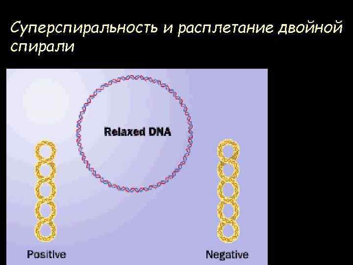 Суперспиральность и расплетание двойной спирали Lk = Tw + Wr 