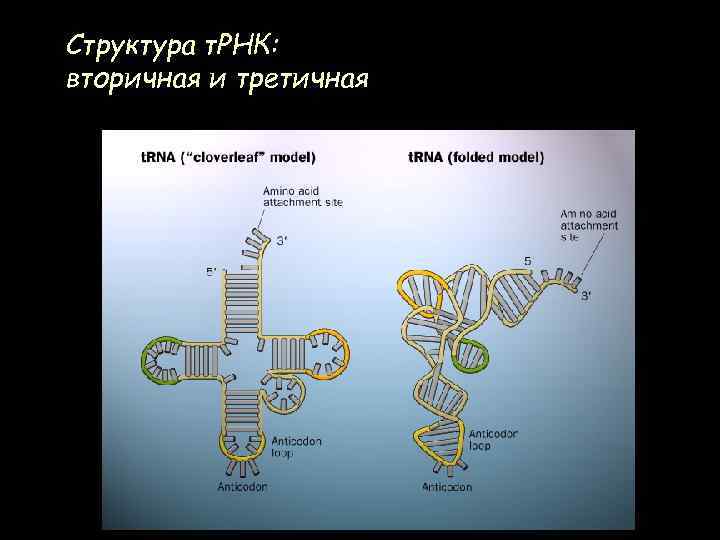 Структура т. РНК: вторичная и третичная 