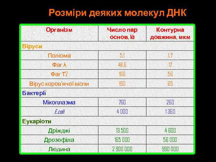 Розміри деяких молекул ДНК Організм Число пар основ, kb Контурна довжина, мкм Поліома 5,