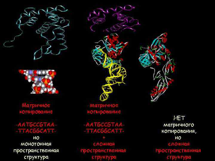 ДНК информация копирование РНК БЕЛОК информация структура копирование функция Матричное копирование -AATGCCGTAA-TTACGGCATTно монотонная пространственная