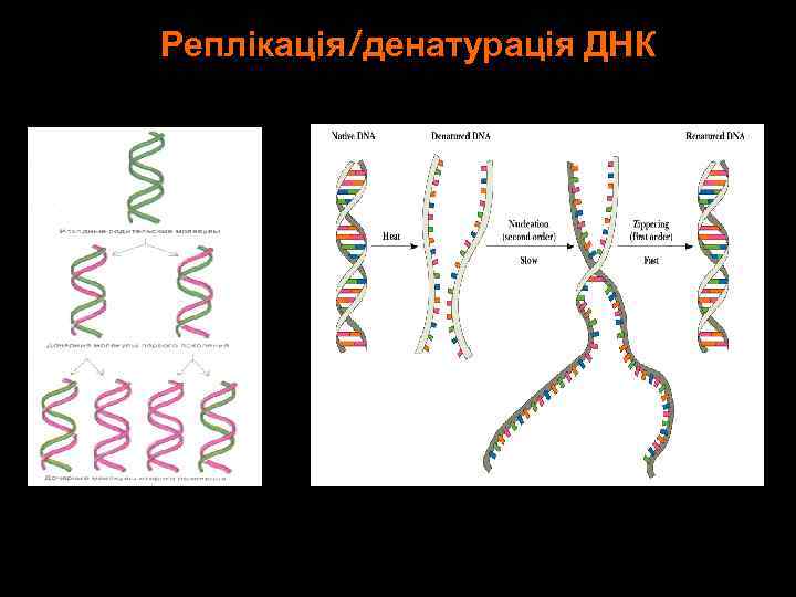 Реплікація/денатурація ДНК 