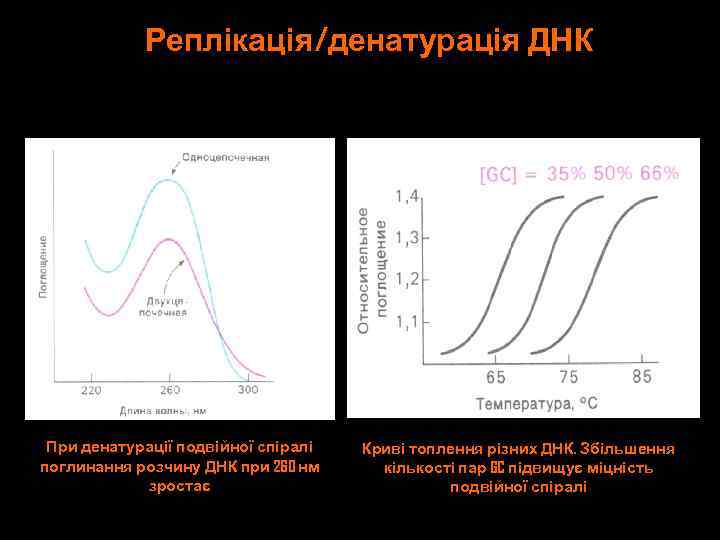 Реплікація/денатурація ДНК При денатурації подвійної спіралі поглинання розчину ДНК при 260 нм зростає Криві