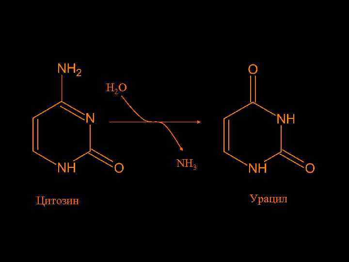 H 2 O NH 3 Цитозин Урацил 