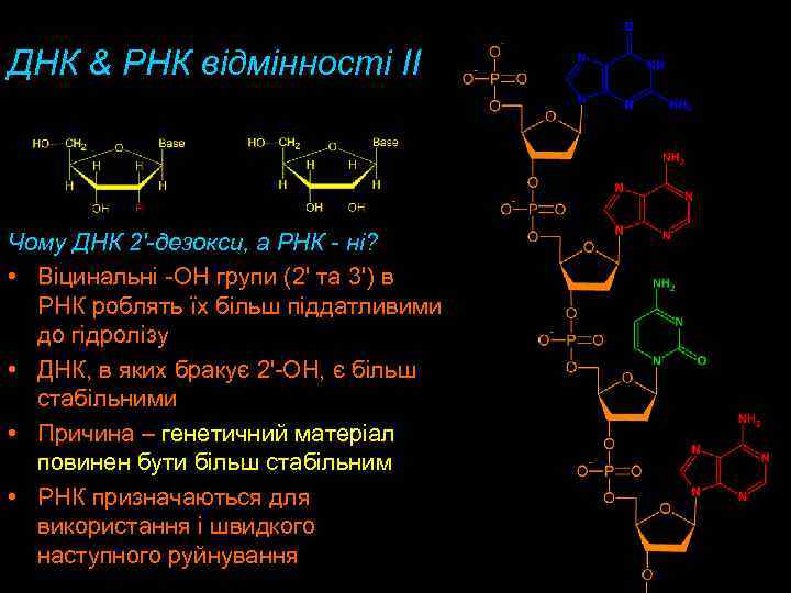 ДНК & РНК відмінності II Чому ДНК 2'-дезокси, а РНК - ні? • Віцинальні