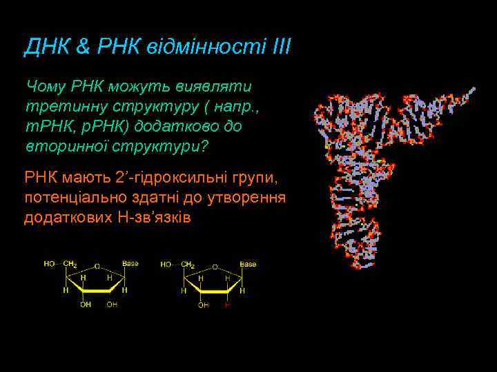 ДНК & РНК відмінності III Чому РНК можуть виявляти третинну структуру ( напр. ,