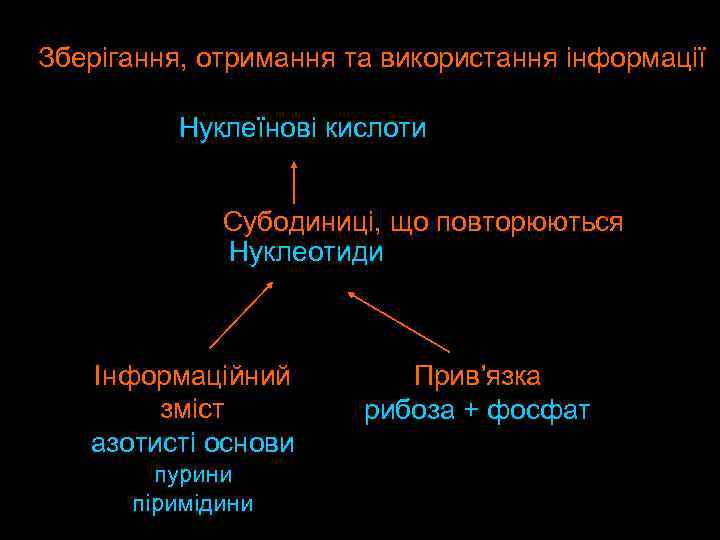 Зберігання, отримання та використання інформації Нуклеїнові кислоти Субодиниці, що повторюються Нуклеотиди Інформаційний зміст азотисті