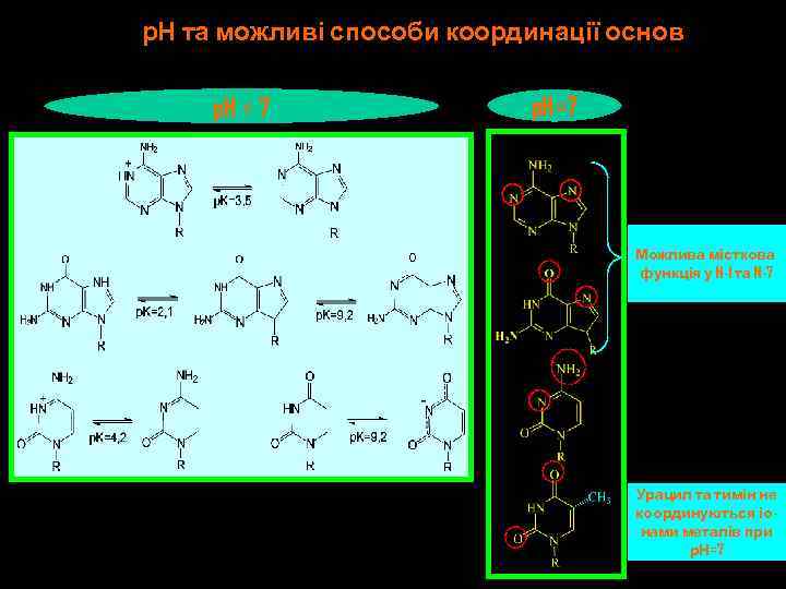 р. Н та можливі способи координації основ p. H ≠ 7 p. H=7 Можлива