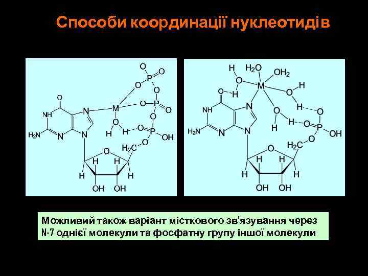 Способи координації нуклеотидів Можливий також варіант місткового зв’язування через N-7 однієї молекули та фосфатну