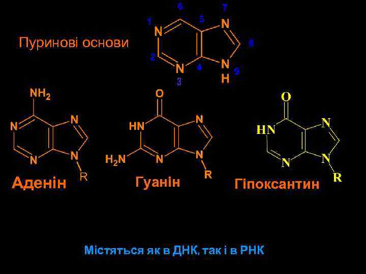 Пуринові основи 3 Аденін Гуанін Гіпоксантин Містяться як в ДНК, так і в РНК