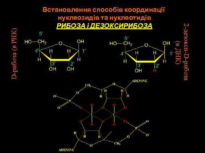 D-рибоза (в РНК) 5’ 5’ 4’ 1’ 3’ 2’ 1’ 4’ 3’ 2’ 2