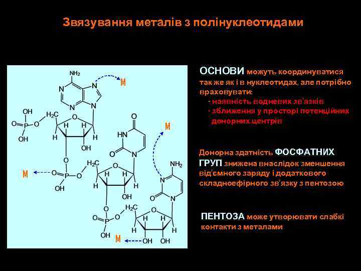 Звязування металів з полінуклеотидами ОСНОВИ можуть координуватися M M так же як і в