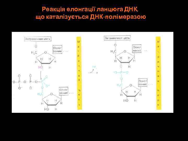 Реакція елонгації ланцюга ДНК, що каталізується ДНК-полімеразою 